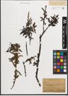 Foto von Salix L.